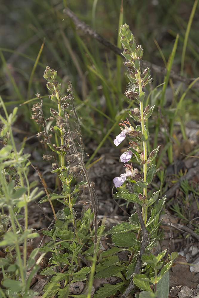 Image of Teucrium chamaedrys specimen.