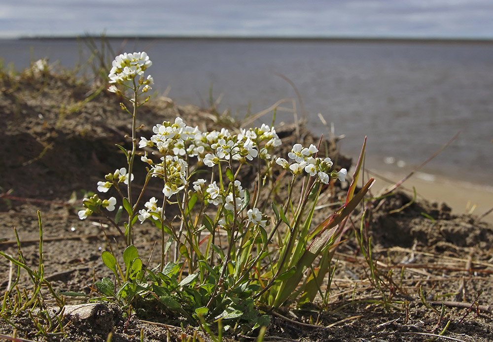 Изображение особи Arabidopsis petraea.