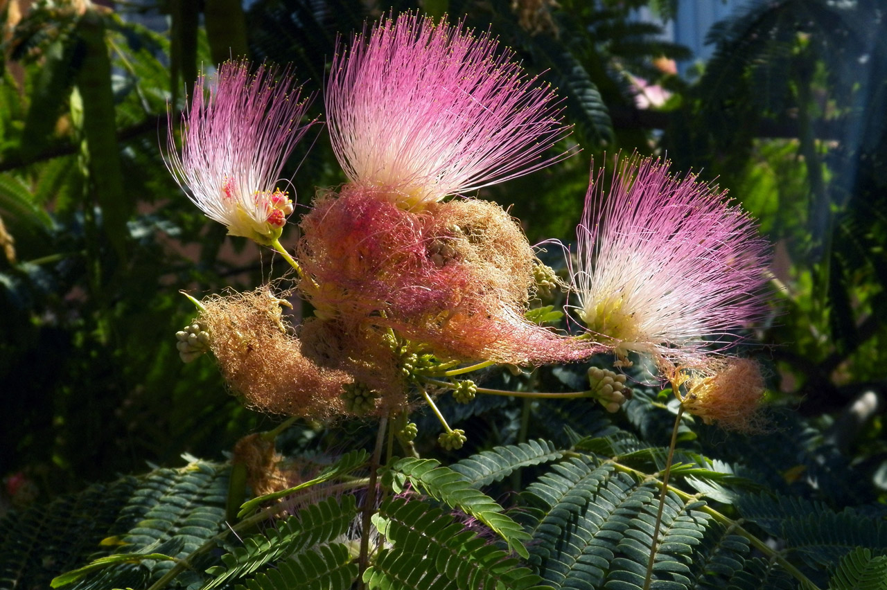 Image of Albizia julibrissin specimen.