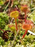 Drosera rotundifolia. Листья (обратная сторона). Магаданская обл., Ольский р-н, окр. оз. Глухое, заболоченный участок. 31.07.2017.