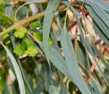 Eucalyptus erythrocorys