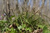 Carex digitata. Цветущее растение в широколиственном лесу. Санкт-Петербург, Дудергофские высоты. 03.05.2010.
