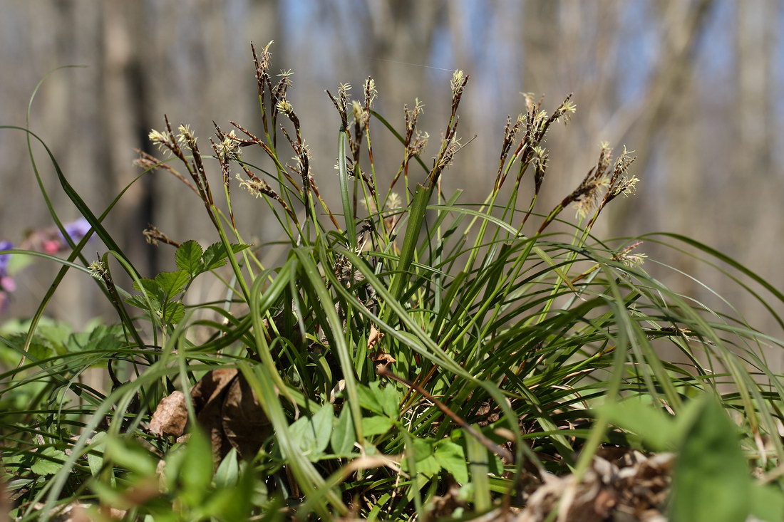 Image of Carex digitata specimen.