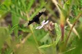 Dontostemon dentatus
