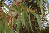 Eucalyptus camaldulensis