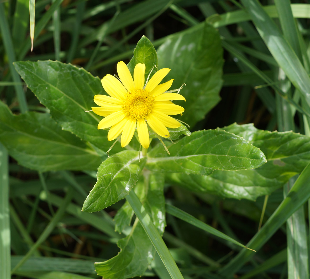 Image of Senecio pseudoarnica specimen.