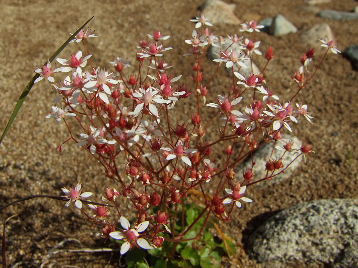 Image of Micranthes nudicaulis specimen.