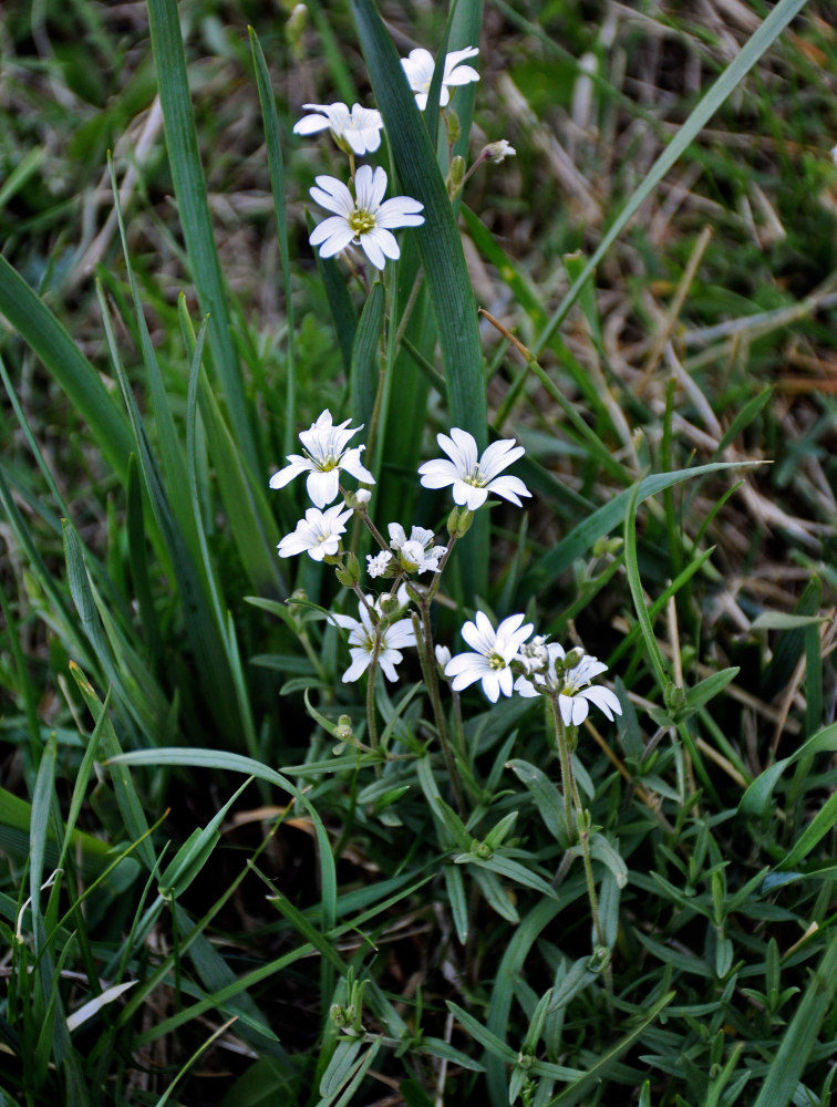 Image of Cerastium arvense specimen.