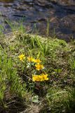 Caltha palustris