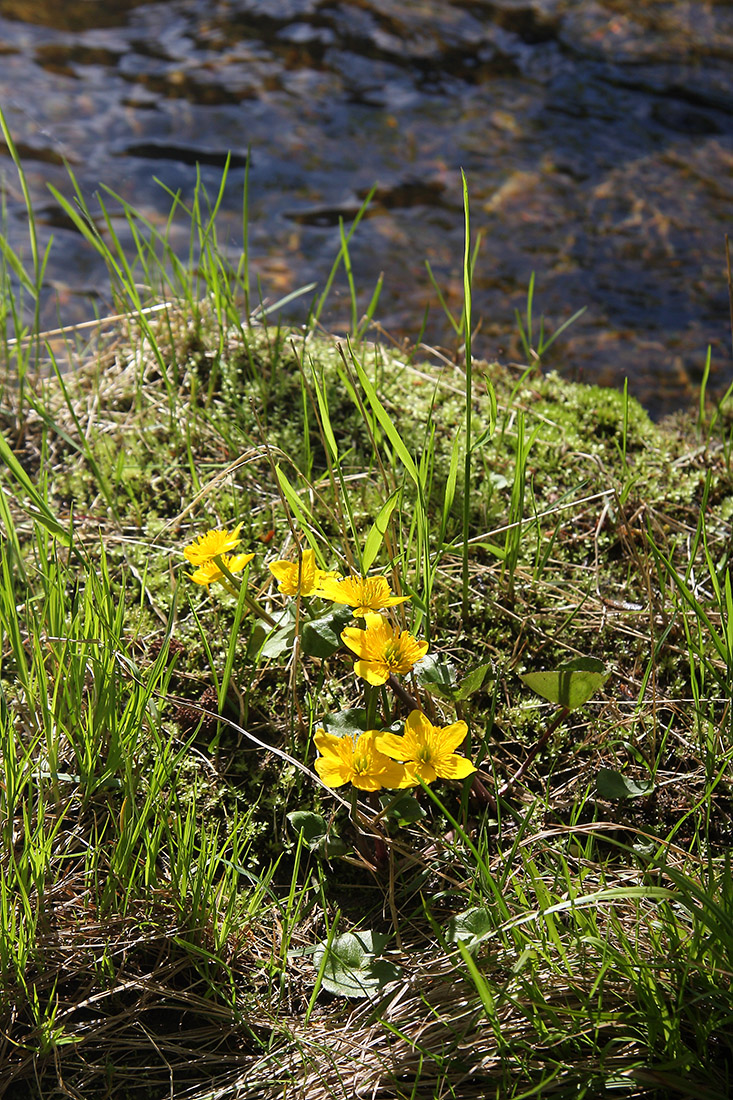 Изображение особи Caltha palustris.