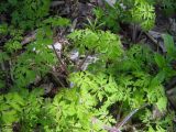 Geranium robertianum