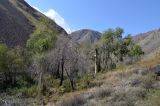 Populus talassica