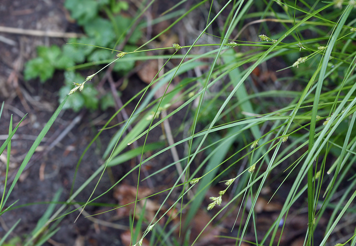 Изображение особи Carex remota.