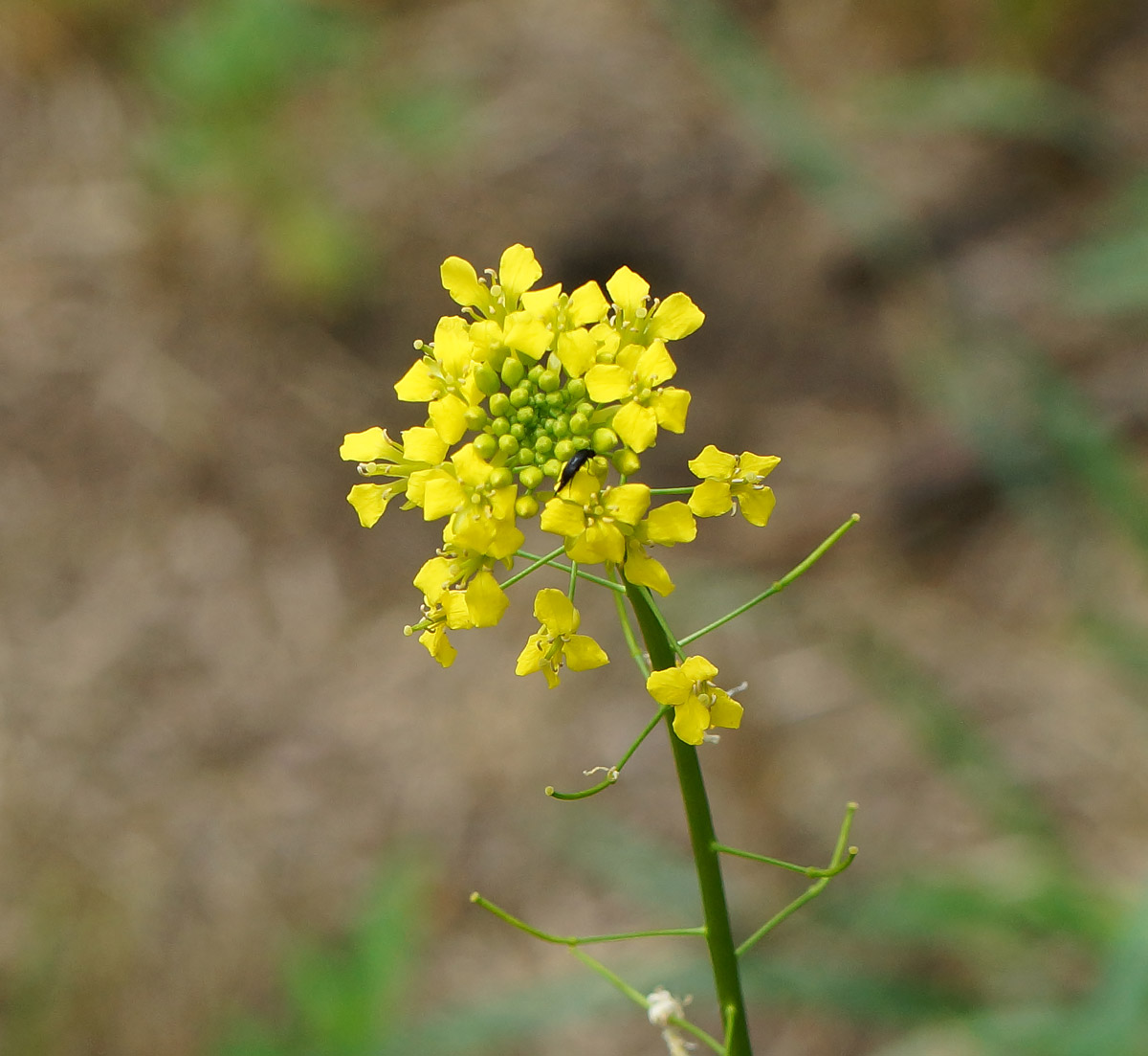 Изображение особи Sisymbrium loeselii.