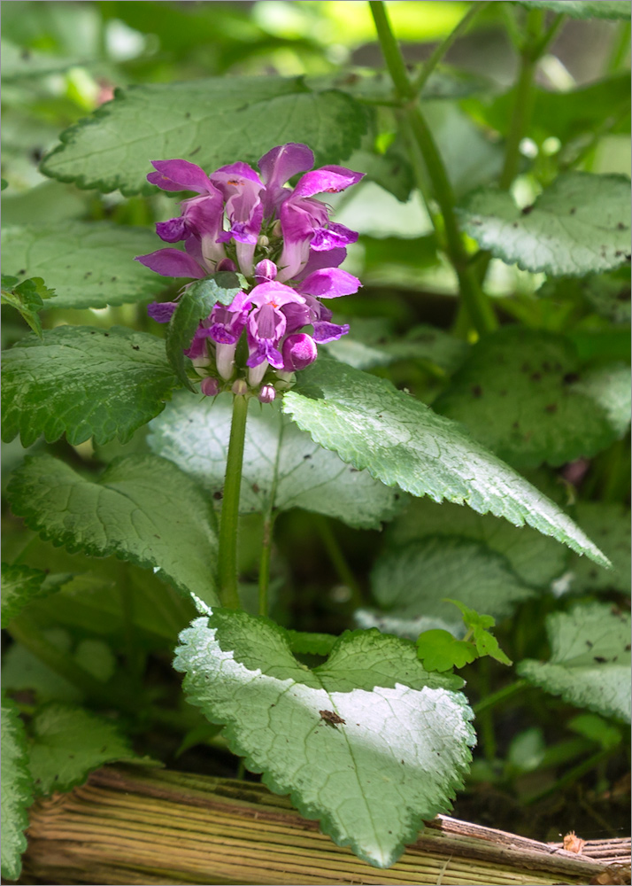 Image of Lamium maculatum specimen.