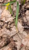 Gagea lutea