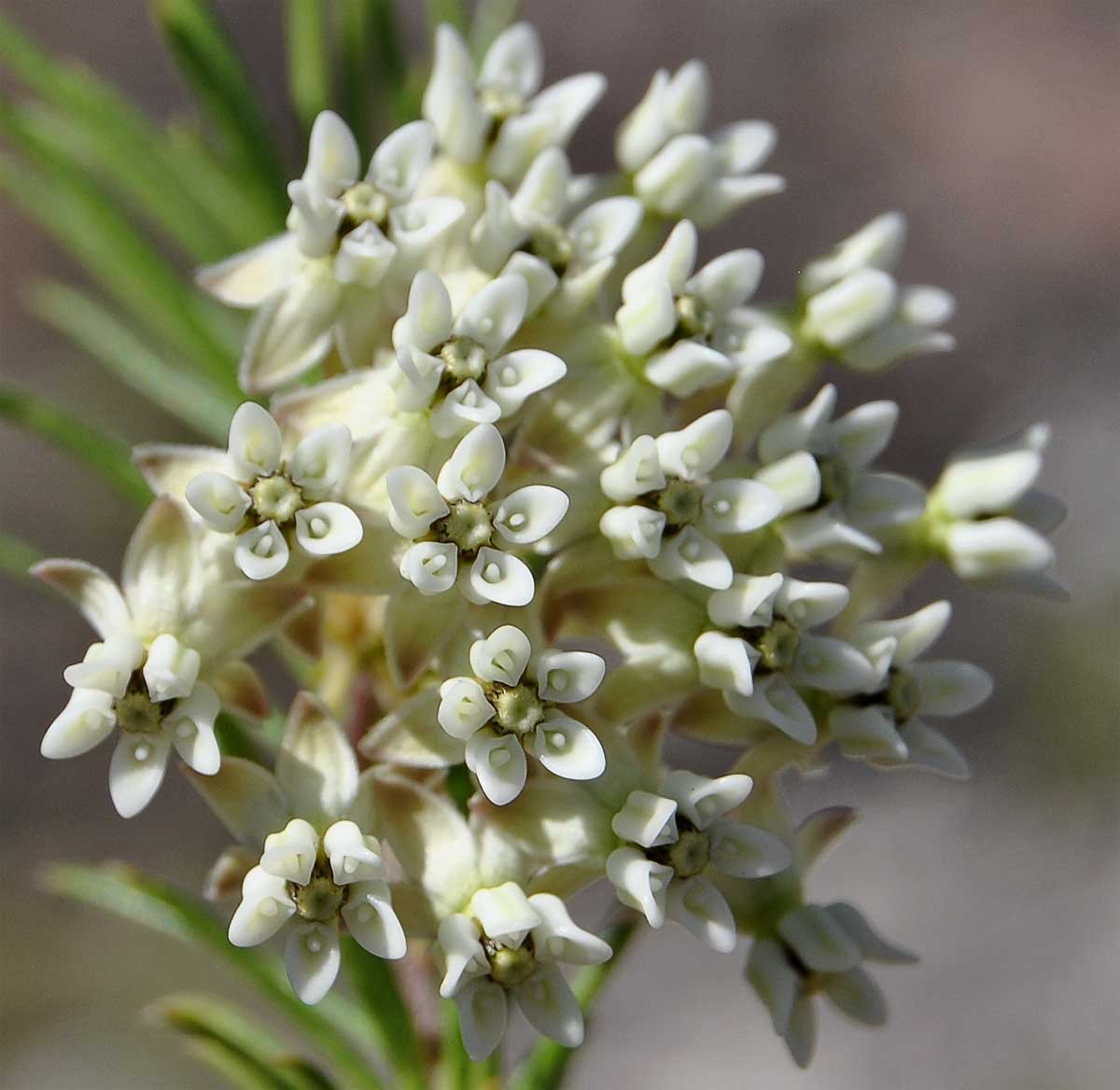 Изображение особи Asclepias linaria.