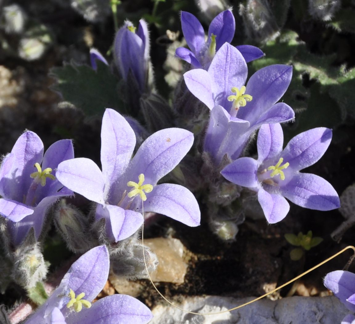 Image of Campanula celsii specimen.