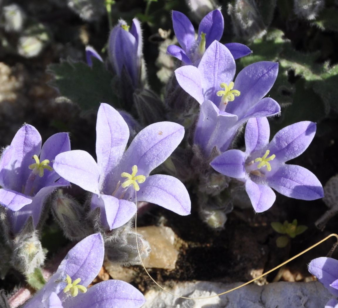 Изображение особи Campanula celsii.