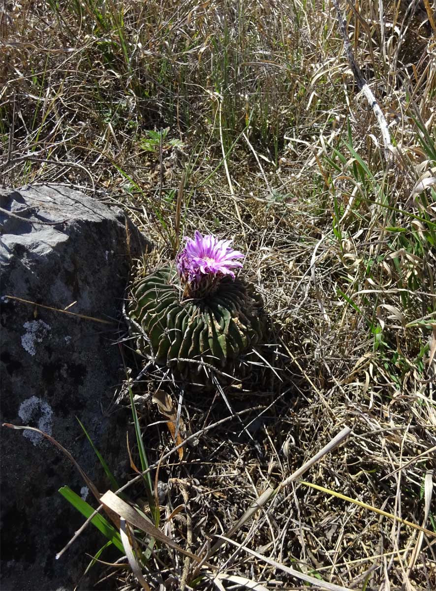 Изображение особи Echinofossulocactus multicostatus.