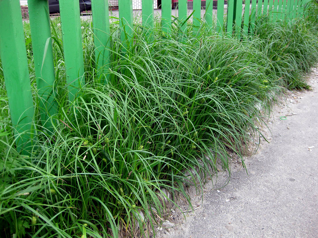 Image of Carex hirta specimen.