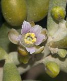 Tetraena fontanesii