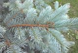 Picea pungens форма glauca. Веточка. Краснодарский край, г. Тихорецк, в культуре. 15.05.2018.