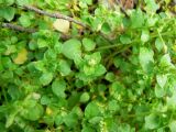 Stellaria media