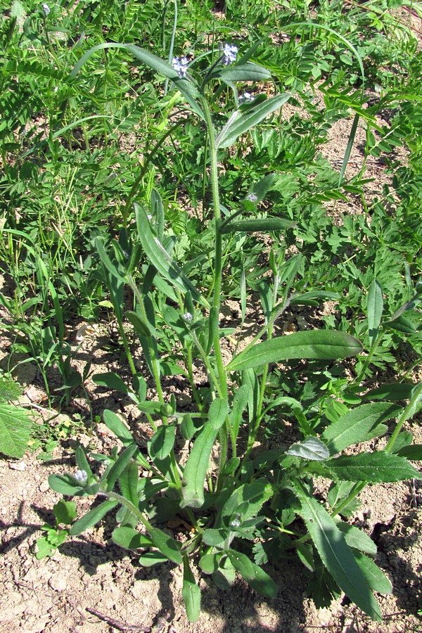 Изображение особи Myosotis arvensis.