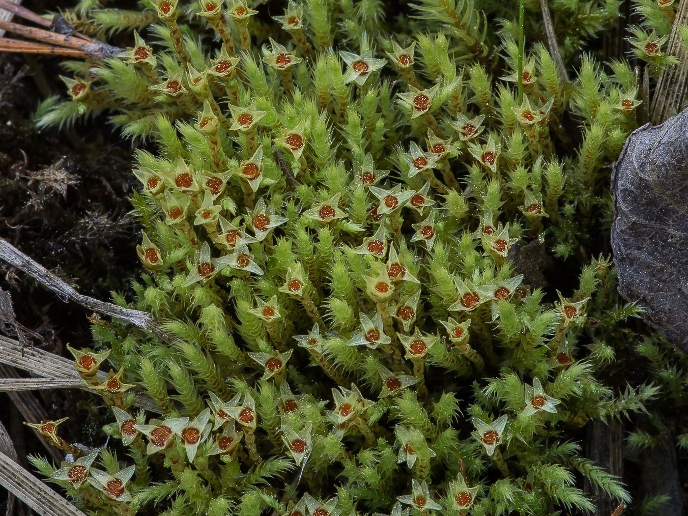 Image of Philonotis fontana specimen.