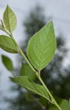Image of taxon representative. Author is Мария Жукова