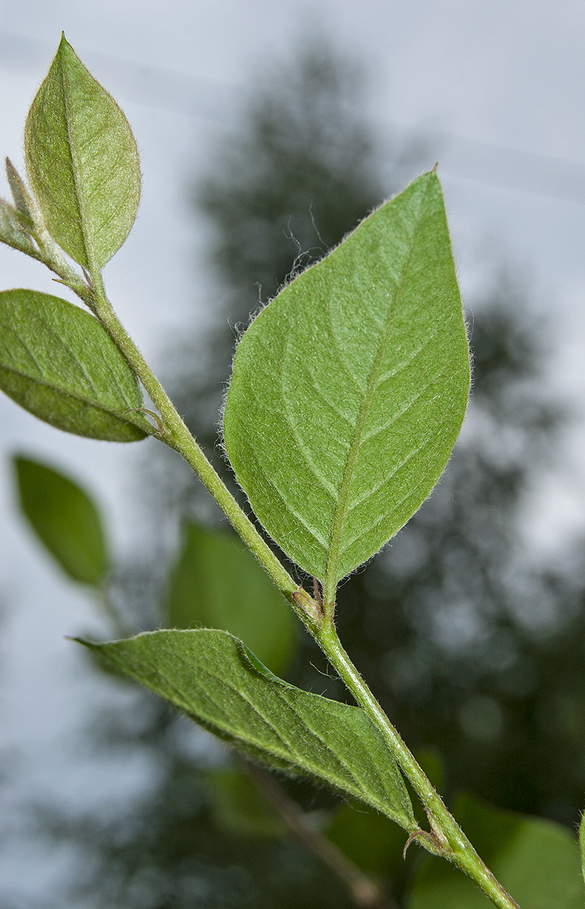 Image of Cotoneaster lucidus specimen.