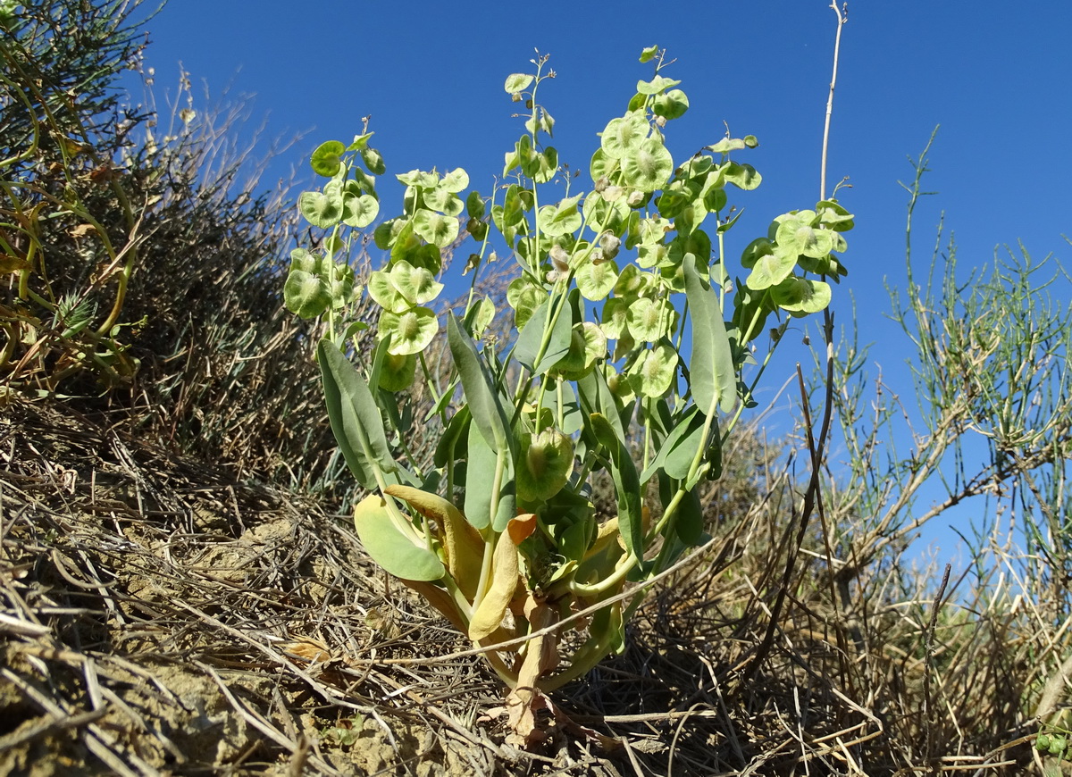 Image of Sameraria cardiocarpa specimen.