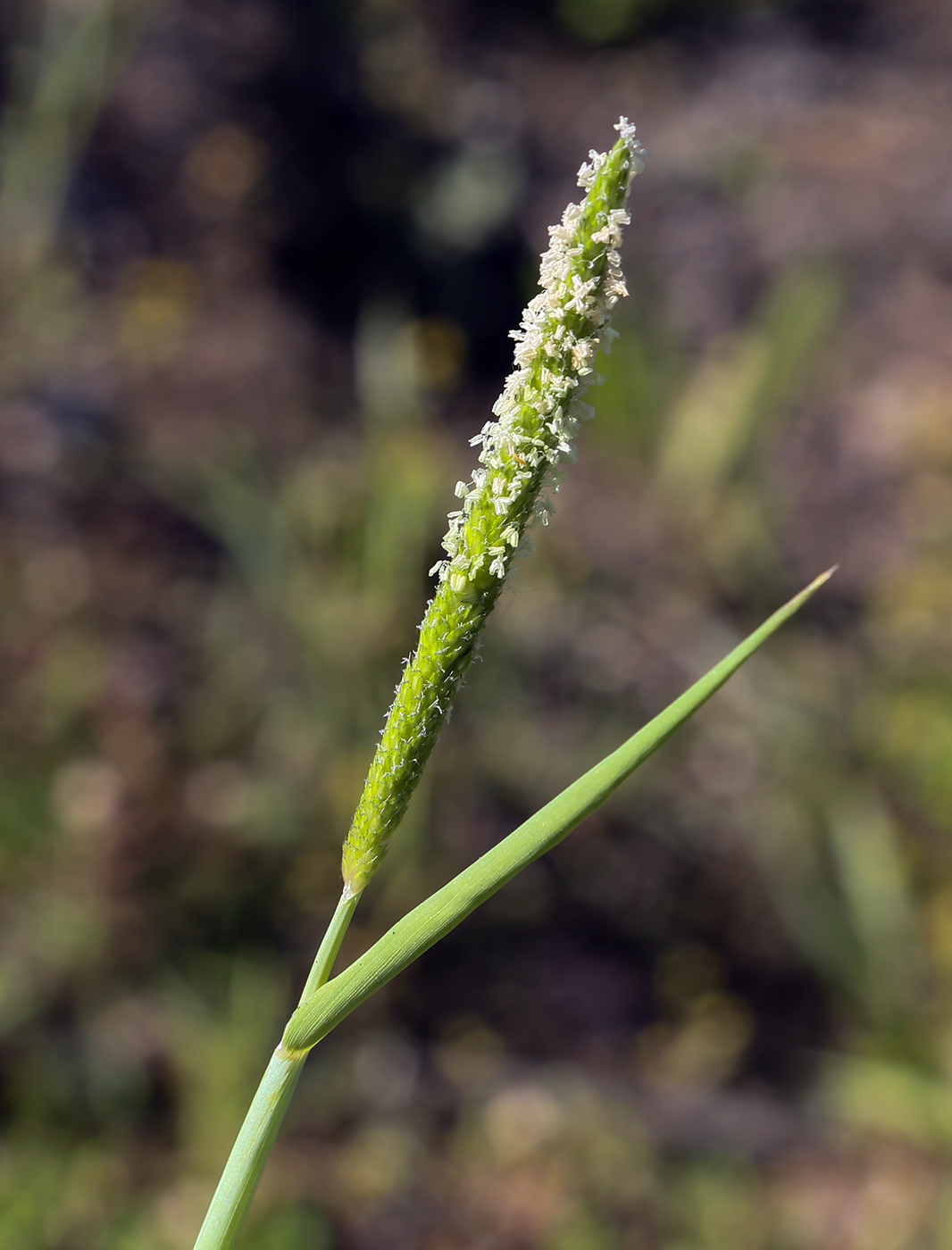 Image of Alopecurus aequalis specimen.