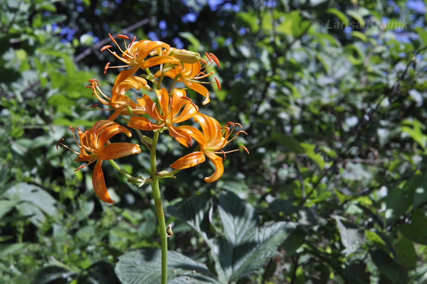 Image of Lilium distichum specimen.