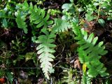 Polypodium vulgare. Вегетирующие растения. Санкт-Петербург, Курортный р-н, заказник «Сестрорецкое болото», смешанный лес, на пне. 06.08.2018.