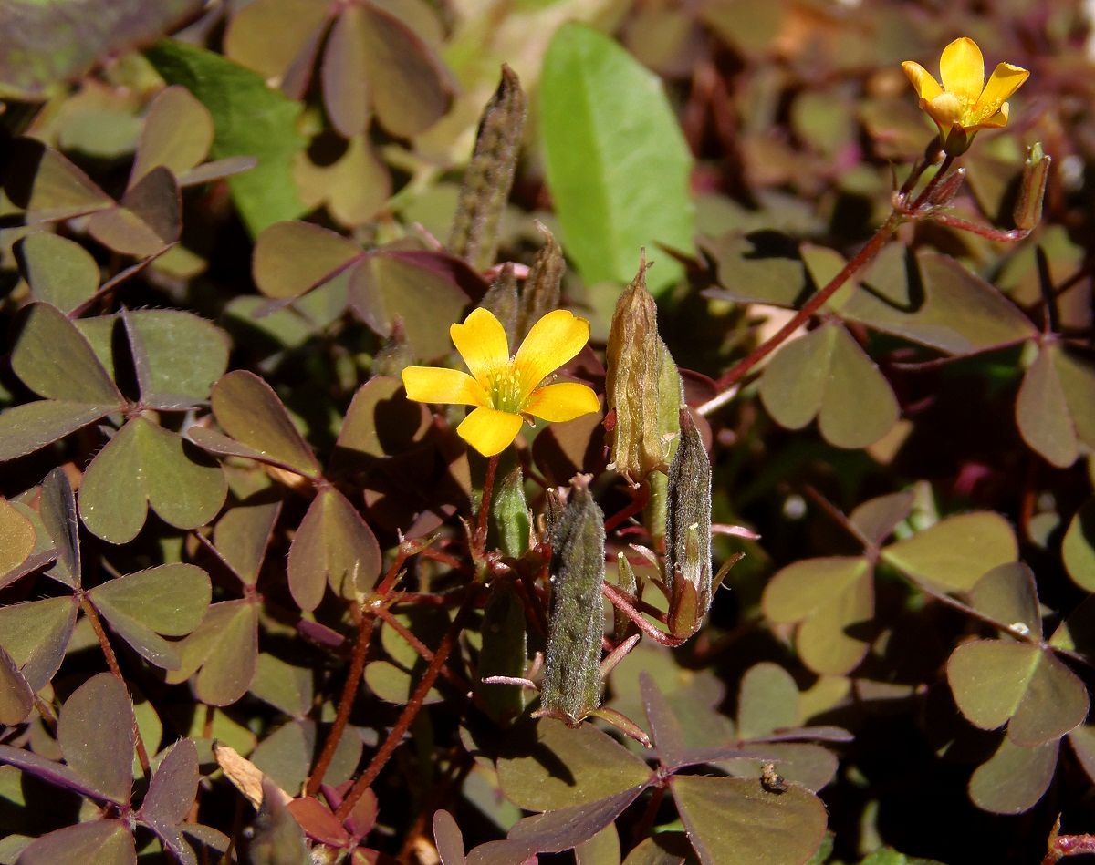 Изображение особи Oxalis corniculata.