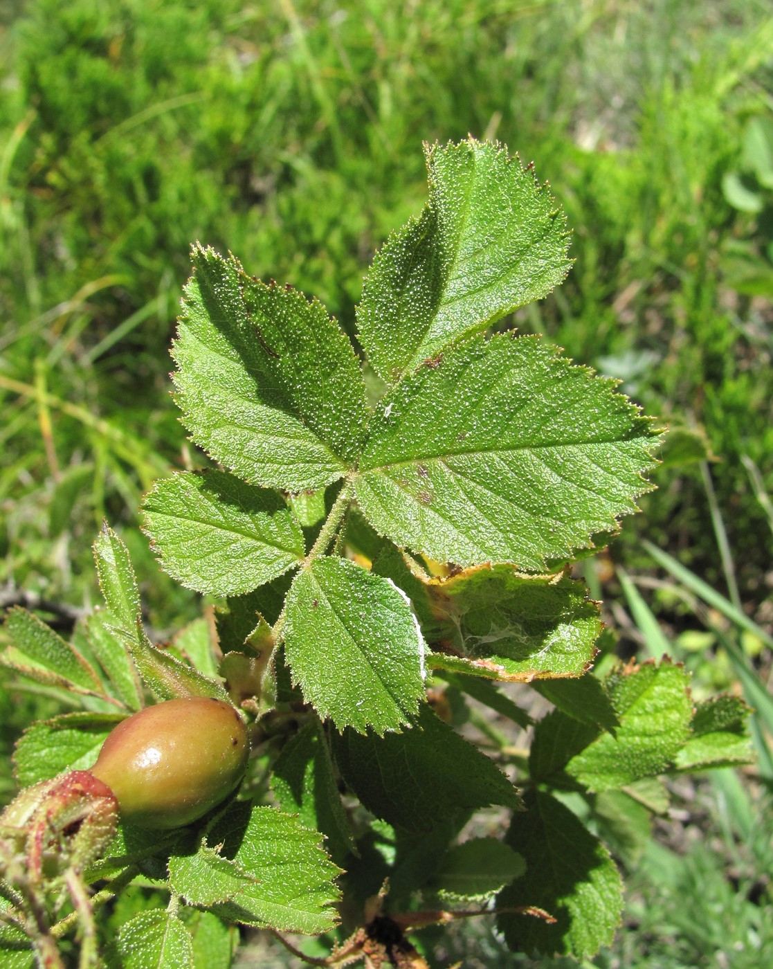 Изображение особи Rosa pulverulenta.