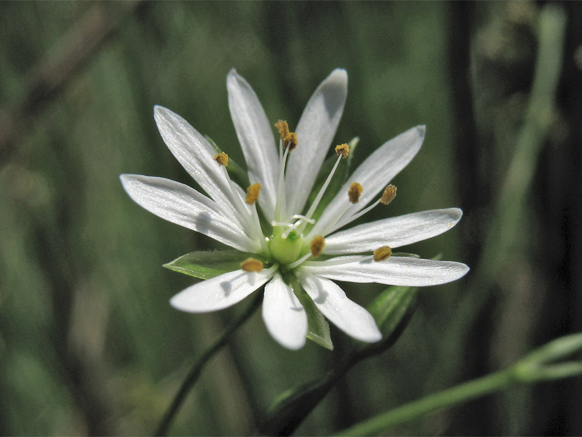 Изображение особи Stellaria graminea.