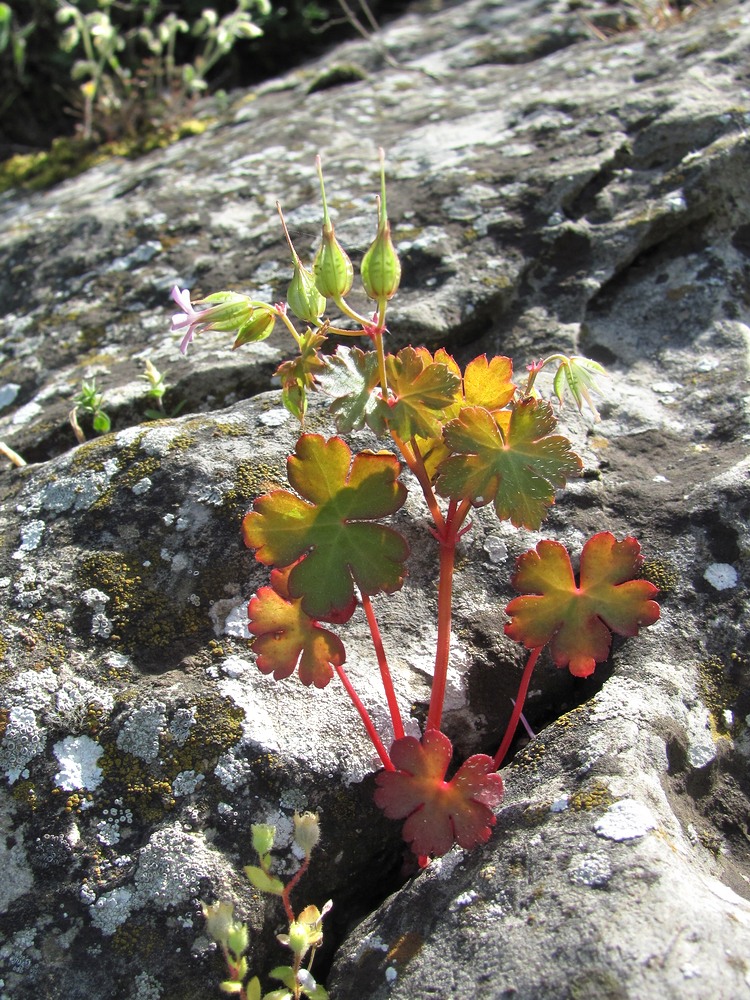Image of Geranium lucidum specimen.