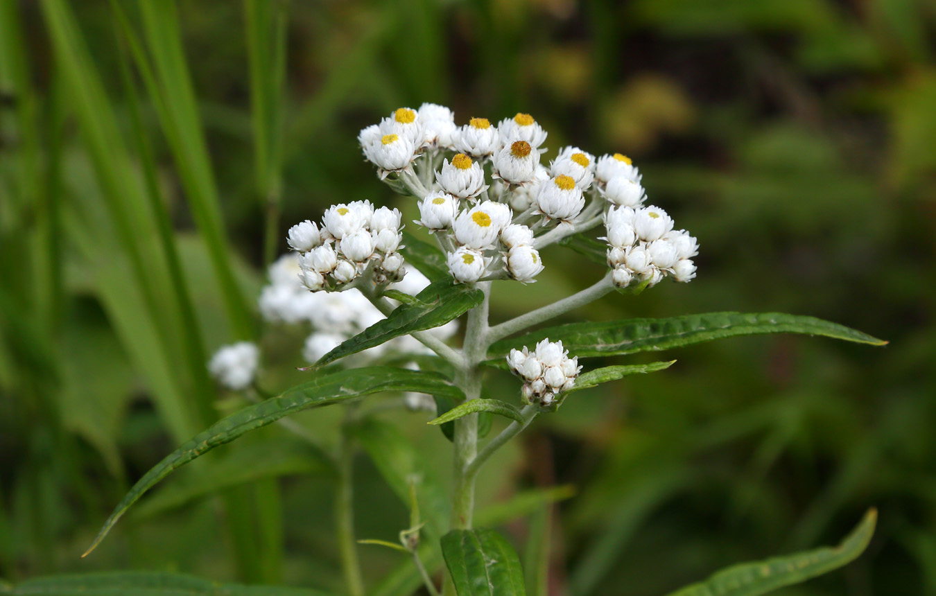 Image of Anaphalis margaritacea specimen.