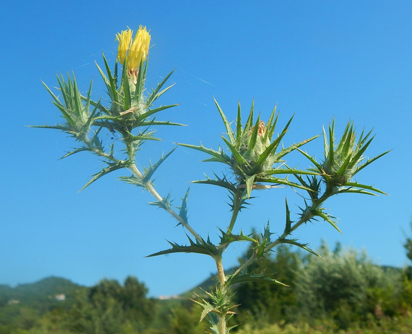 Изображение особи Carthamus lanatus.