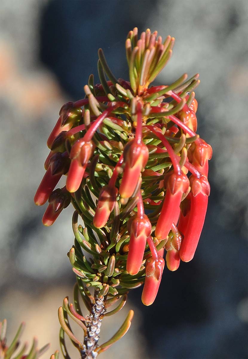 Image of Erica plukenetii specimen.