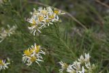 Galatella biflora