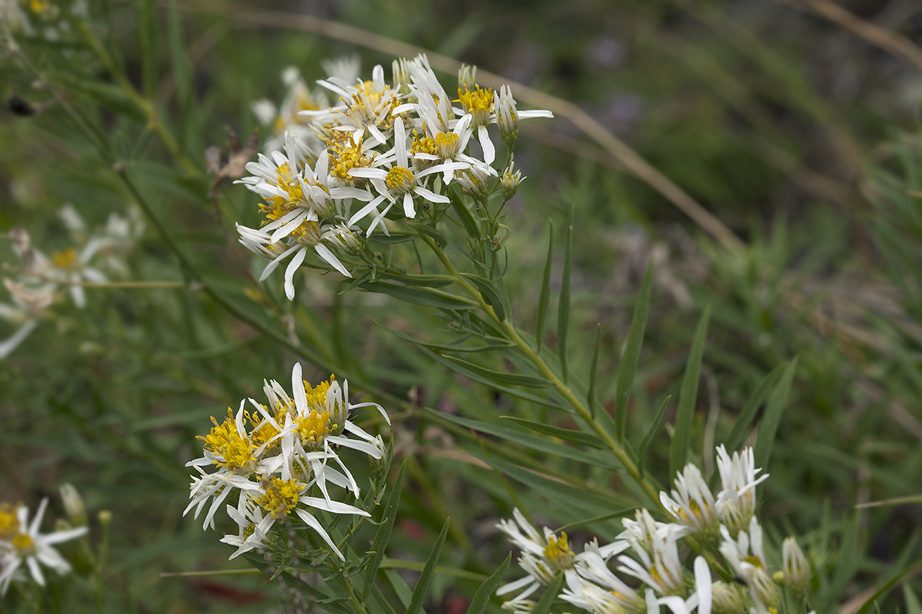 Image of Galatella biflora specimen.