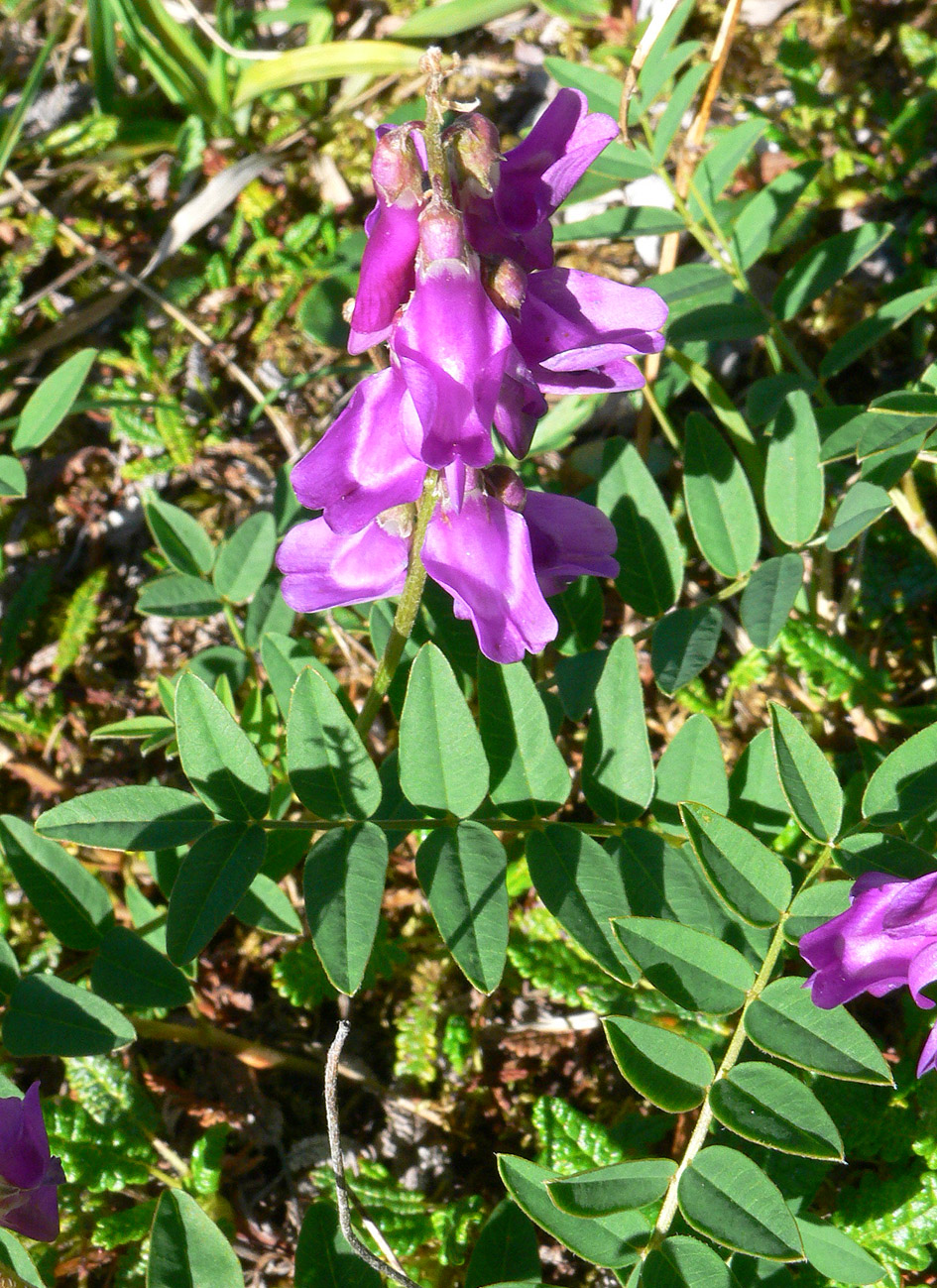 Image of Hedysarum americanum specimen.