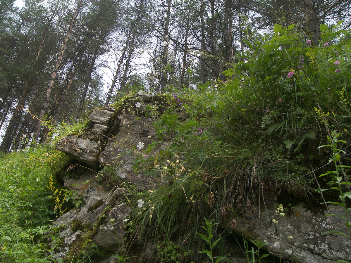 Image of Geranium kemulariae specimen.
