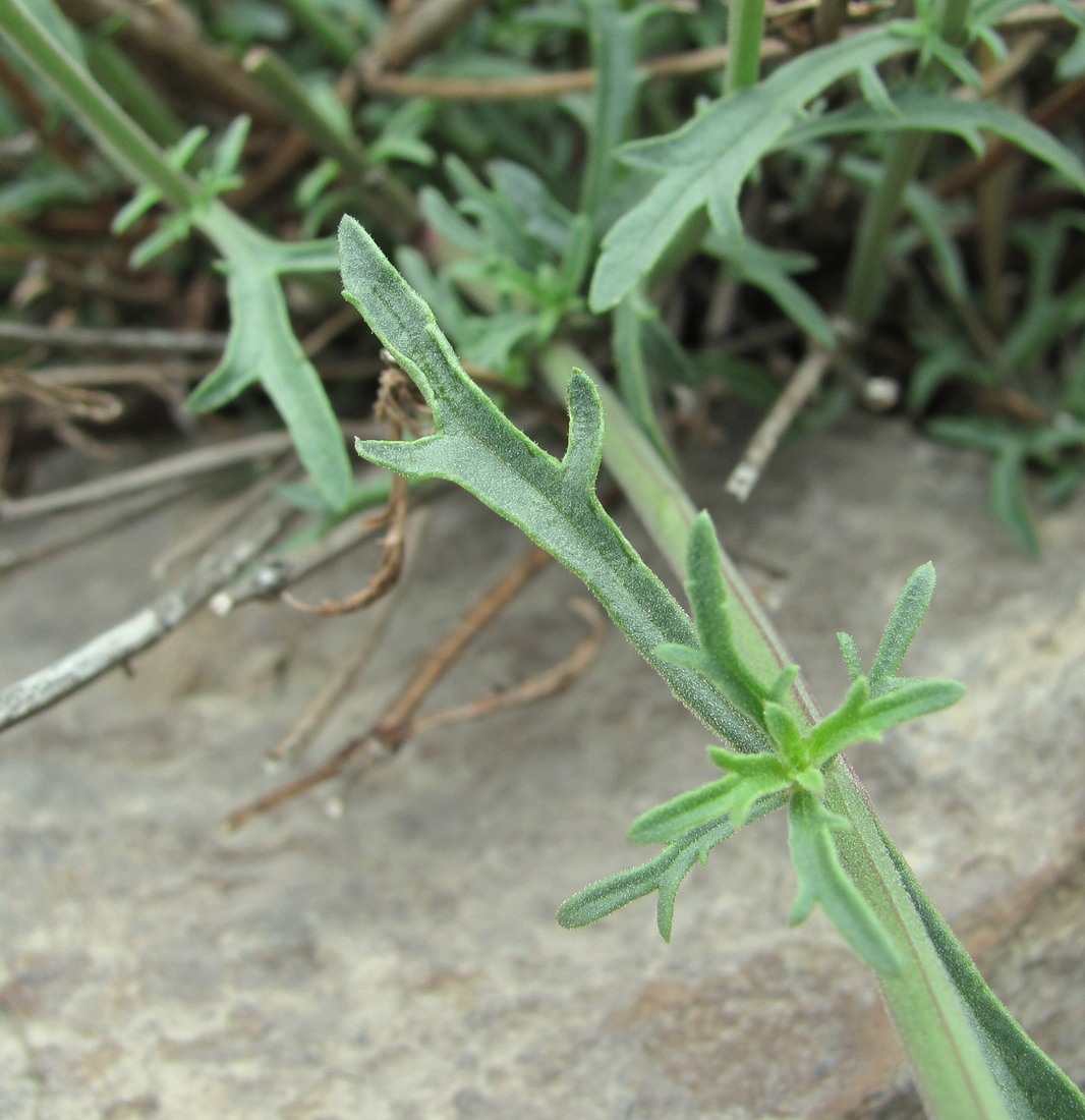 Image of Scrophularia variegata specimen.