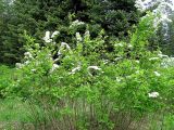 Spiraea media