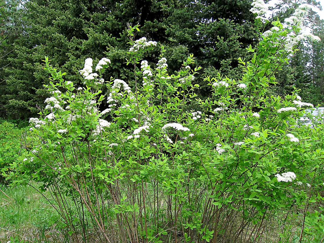 Image of Spiraea media specimen.